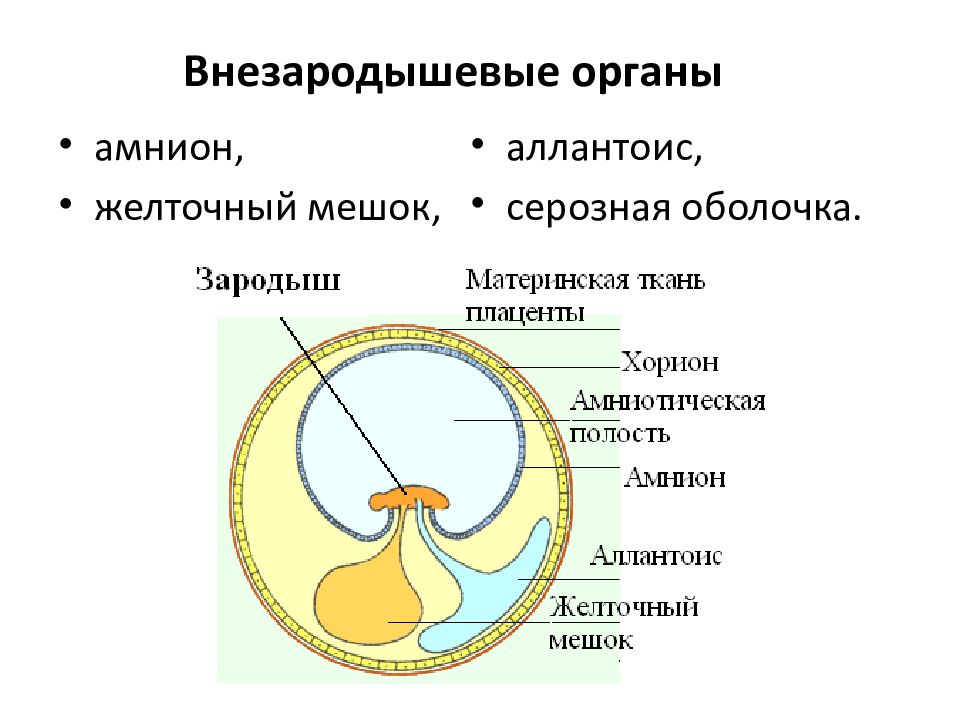 Зародышевые оболочки рисунок с подписями