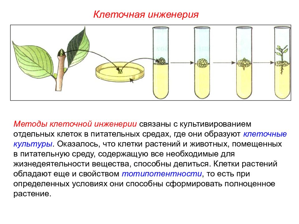 Селекция пименов презентация