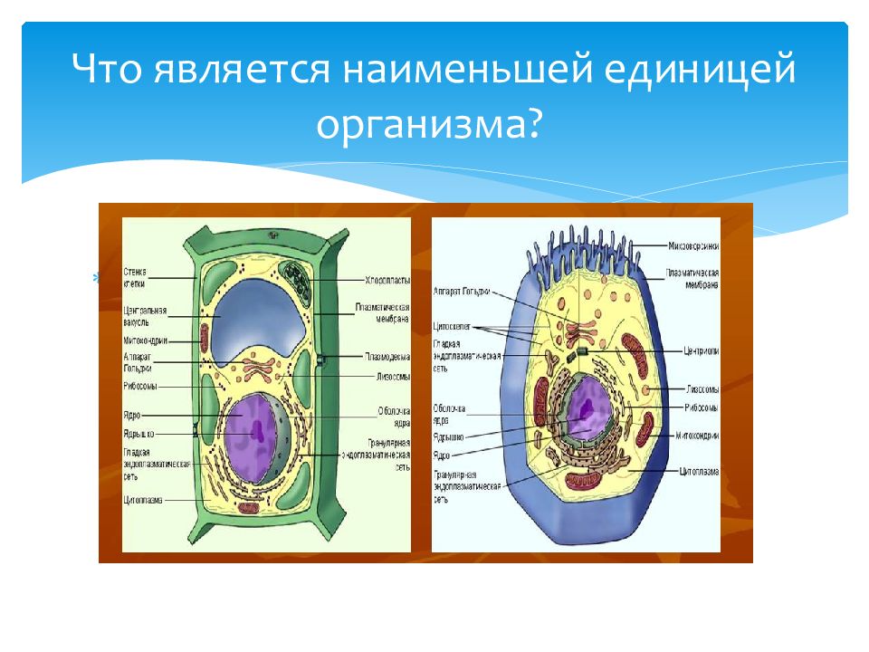 Презентация организм как единое целое 6 класс сонин