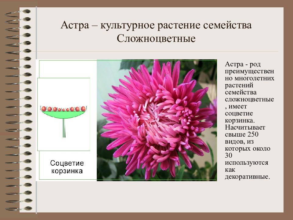 Строение астры рисунок