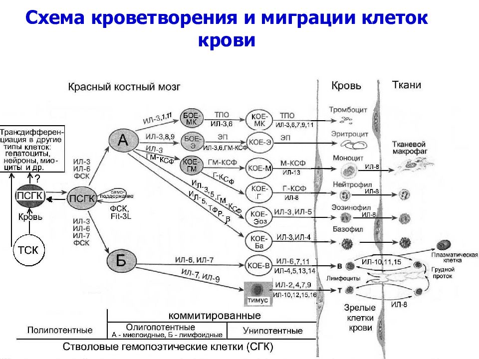 Схема образования клеток крови