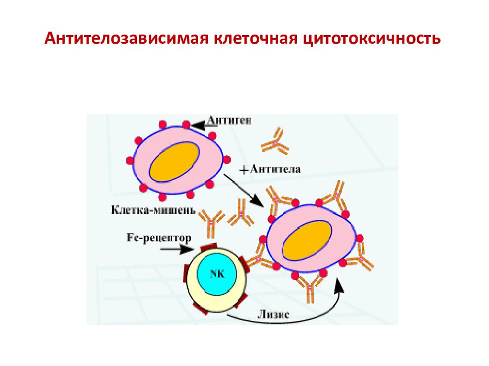 Антителозависимая клеточная цитотоксичность схема