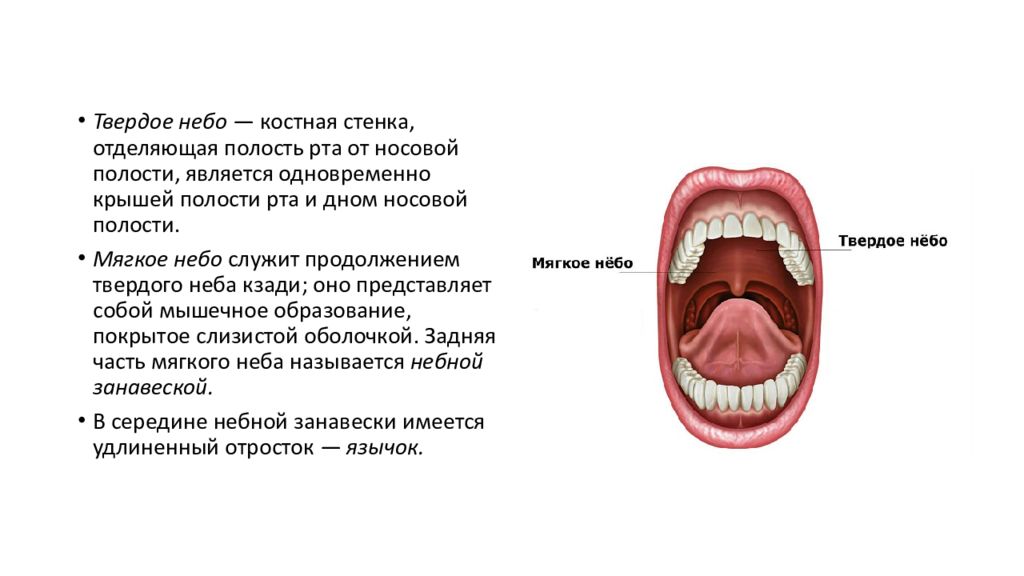 Анатомия 11 класс