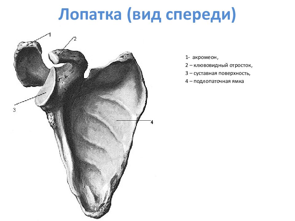 Подлопаточная анатомия