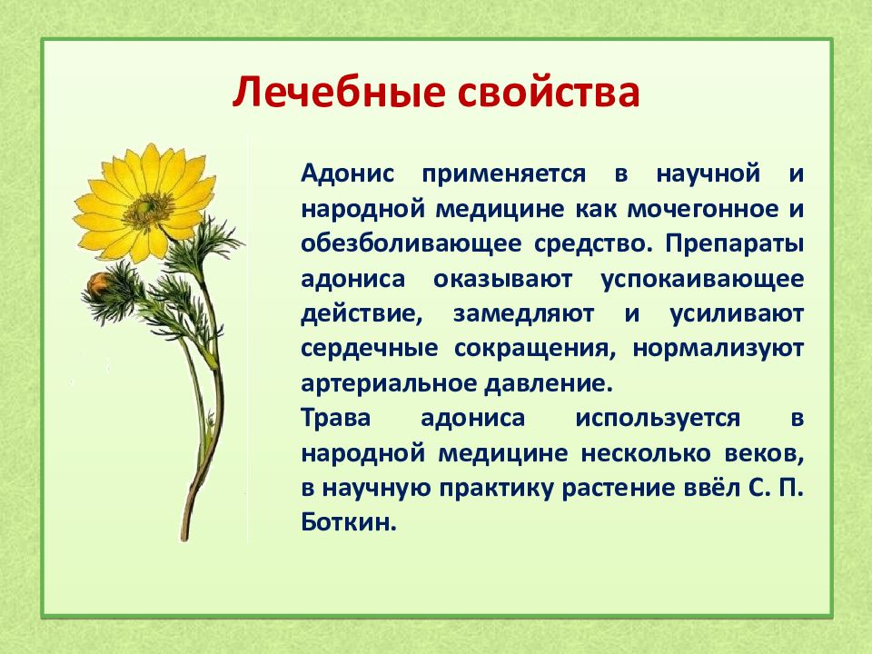 Свойства лечебных цветов. Горицвет весенний характеристика. Адонис лекарственное растение. Адонис горицвет лекарственные свойства. Адонис весенний в медицине.