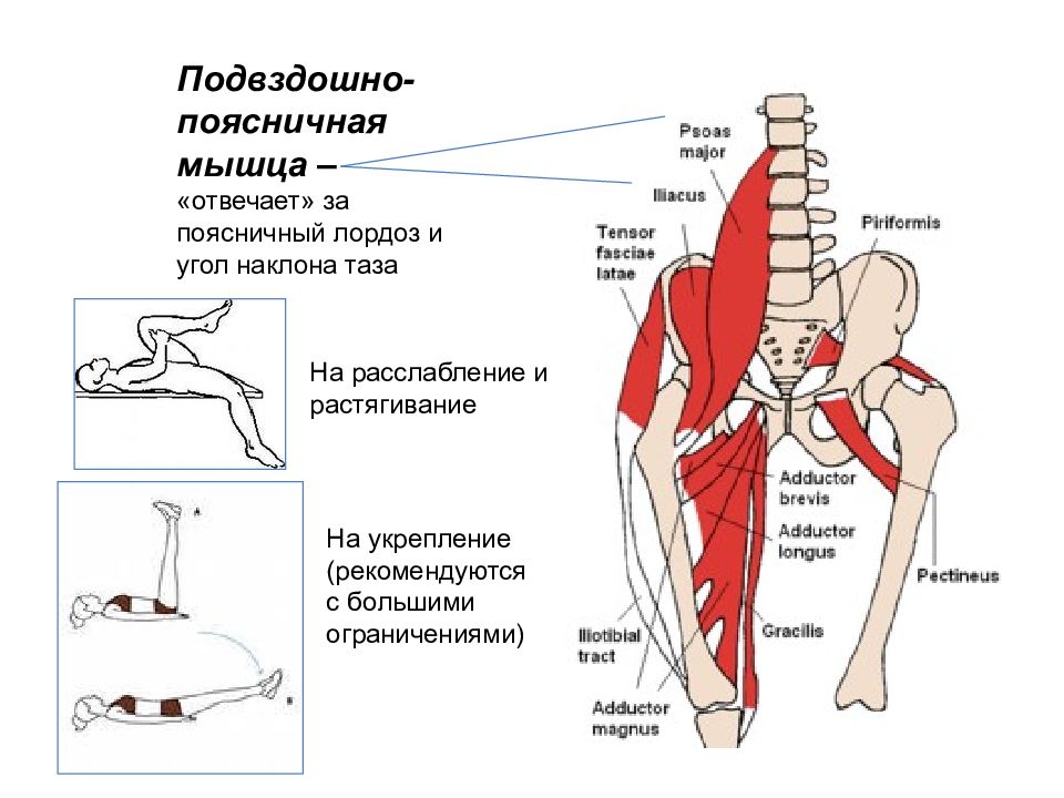 Подвздошно поясничная мышца упражнения