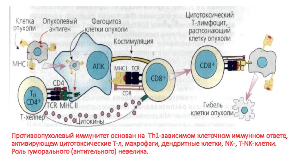 Цитотоксические т клетки. Противоопухолевый иммунитет иммунология схема. Иммунология опухолей противоопухолевый иммунитет. Иммунные механизмы противоопухолевого иммунитета. Схема противоопухолевого иммунного ответа.