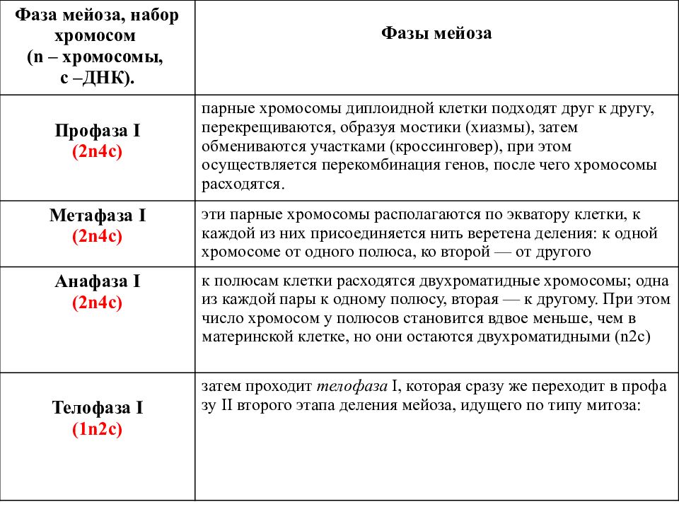 Схема мейоза с количеством хромосом и днк