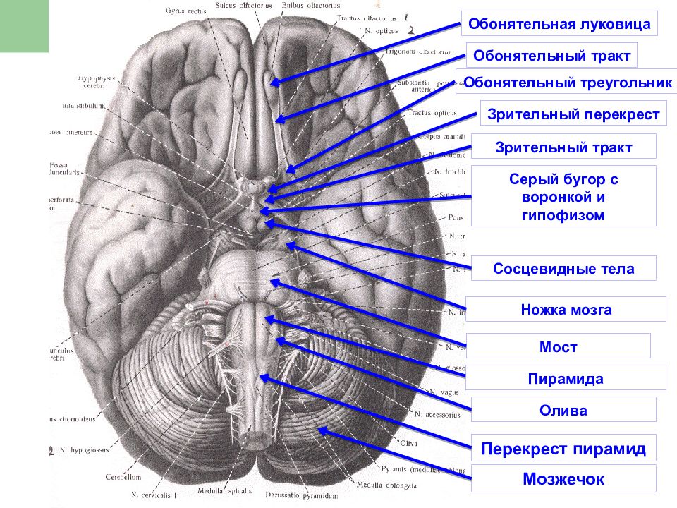 Обонятельный тракт схема