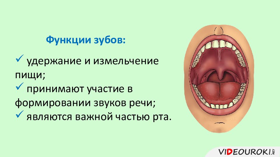 Зубы человека выполняют функцию. Функции зубов. Функции зубов у человека. Зубы функции зубов. Функции зубной системы.