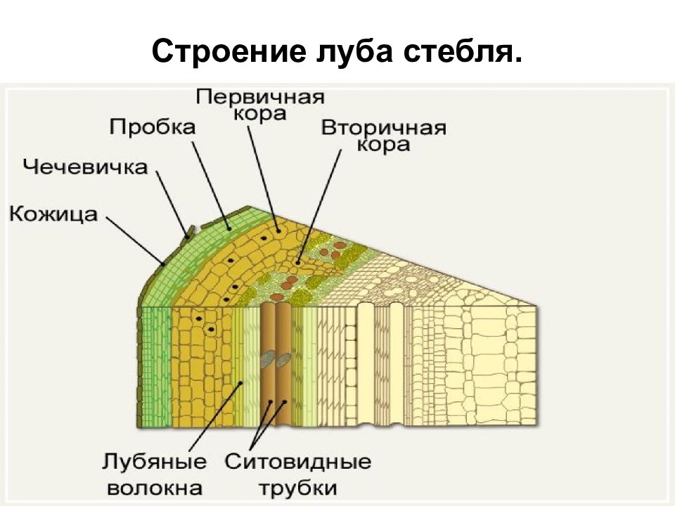 Строение стебля дерева 6. Строение стебля древесина Луб. Строение коры дерева Луб и. Строение луба стебля. Кора Луб строения стебля.