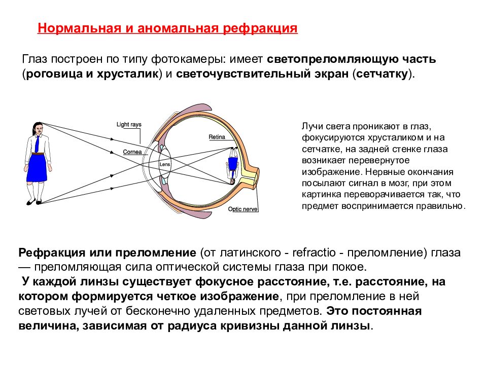 Оптическая система глаза обеспечивает преломление световых лучей и четкое изображение предметов