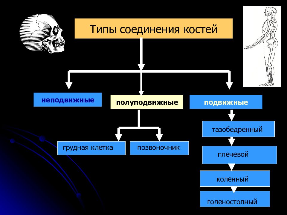 Полуподвижные соединения костей. Типы костей подвижные полуподвижные неподвижные. Типы соединения костей подвижные и неподвижные. Подвижные неподвижные и полуподвижные кости таблица. Соединения костей подвижные и неподвижные полуподвижные таблица.