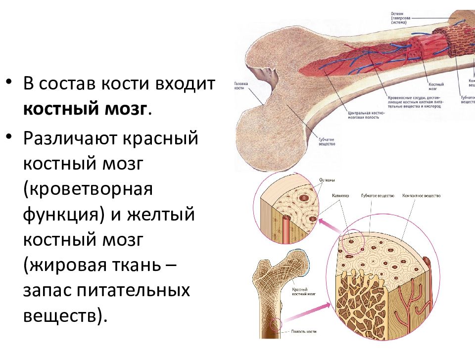 Органические вещества кости. Красный костный мозг и желтый костный мозг. Строение трубчатой кости красный костный мозг. Функции желтого костного мозга в кости. Красный и желтый костный мозг таблица.