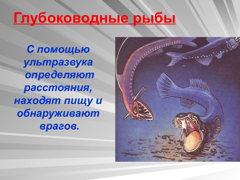 Глубоководные рыбы