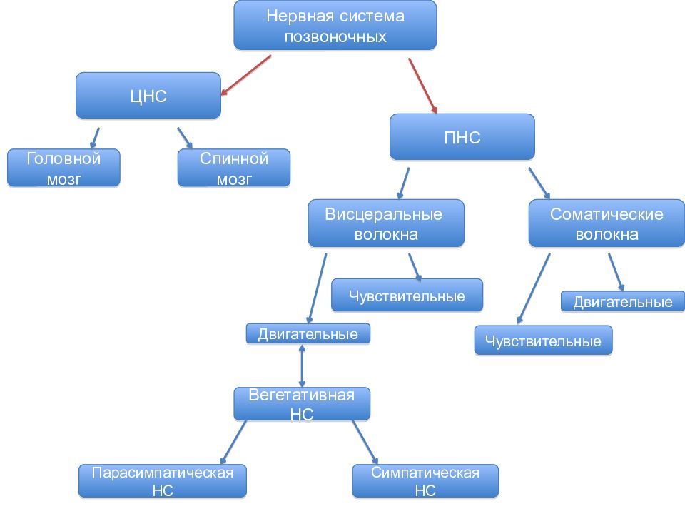Схема нервной системы позвоночных животных