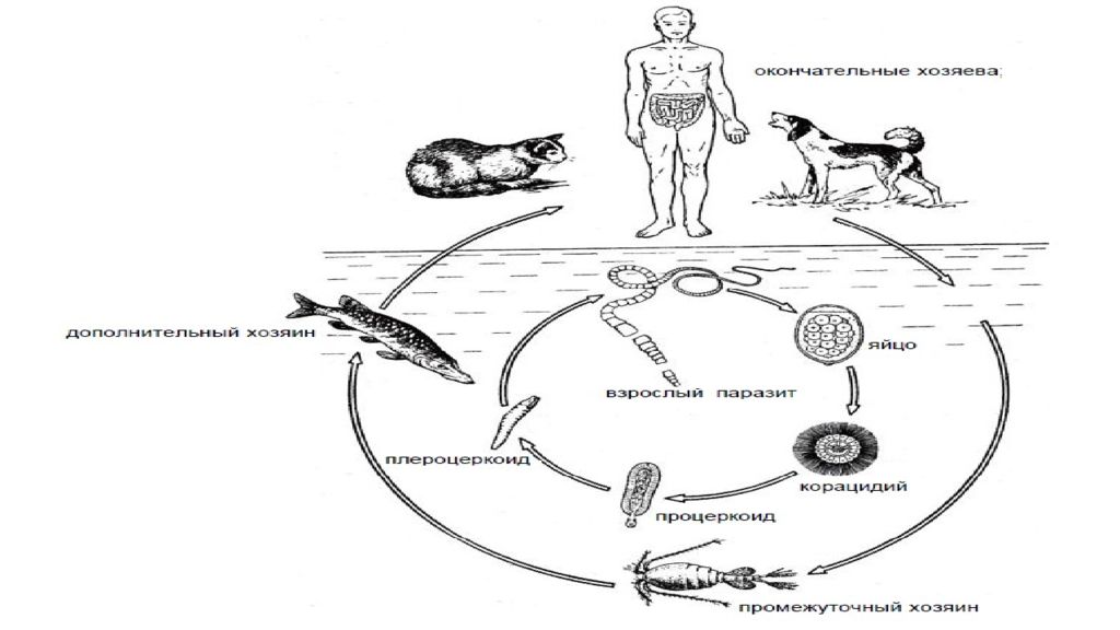 Цикл ленточных червей. Жизненный цикл цестод обобщенная схема. Жизненный цикл ленточных червей схема. Жизненный цикл цестод. Широкий лентец жизненный цикл.