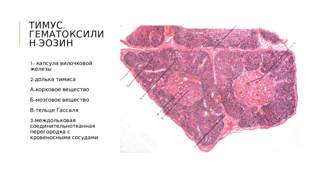 Препарат тимус гистология рисунок с подписями