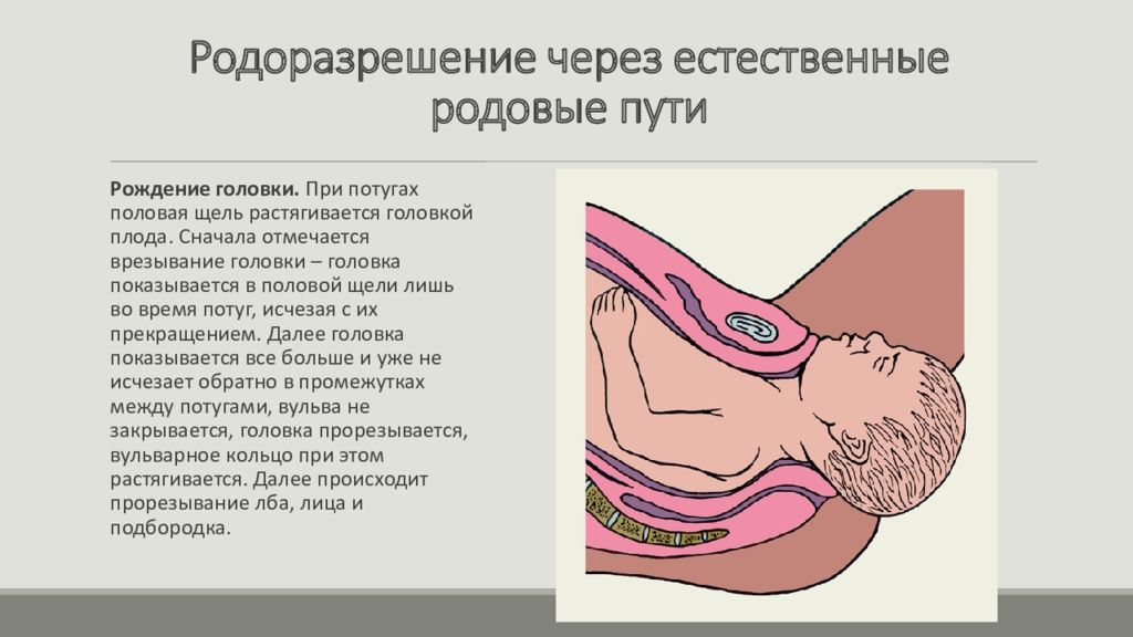 Что такое потуги при. Естественные родовые пути.