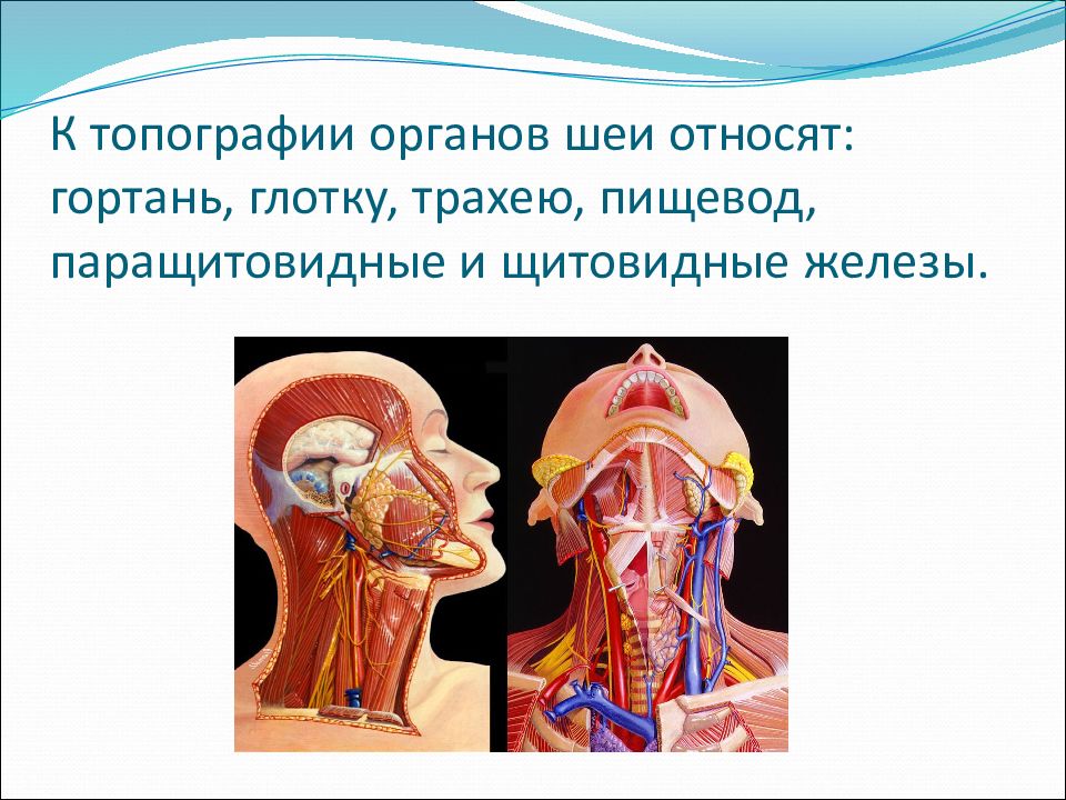 Топографическая анатомия органов шеи презентация