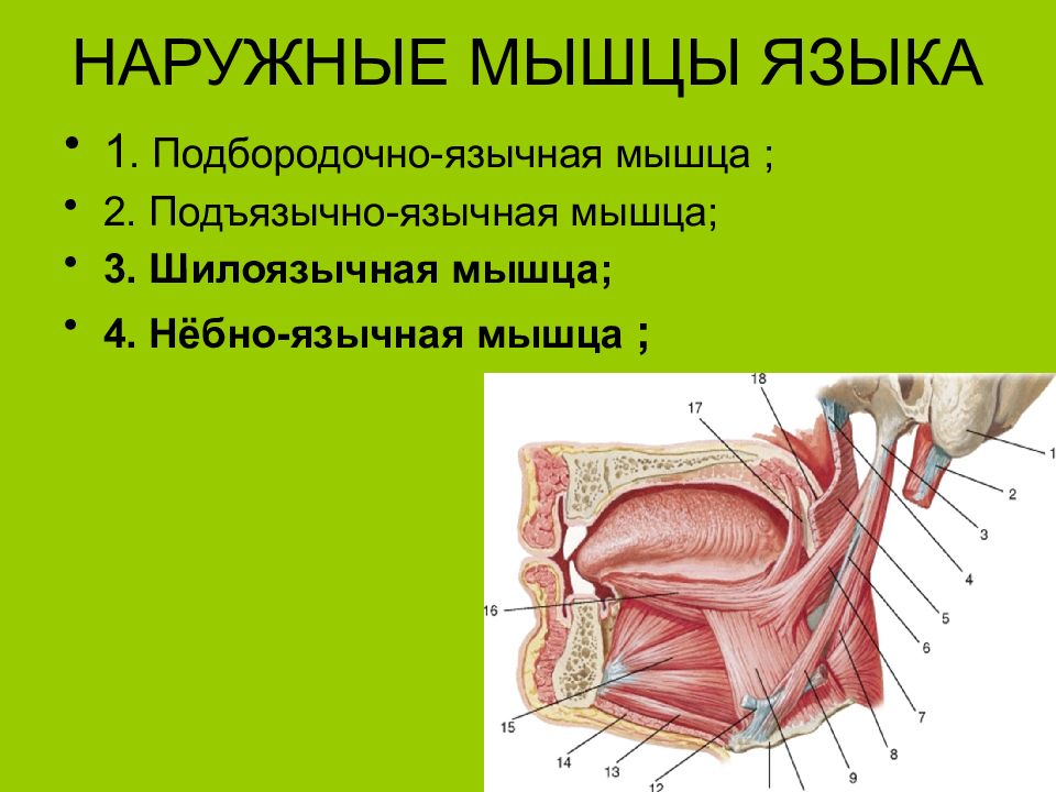 Железы языка. Функция подъязычно-язычной мышцы языка. Подбородочно-язычная мышца функция. Мышцы языка анатомия DBL C,JRE.