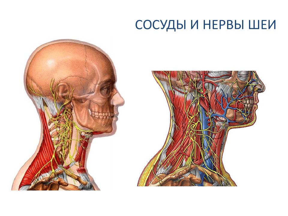 Отдел затылок. Сосуды головы и шеи. Анатомия нервов головы и шеи.