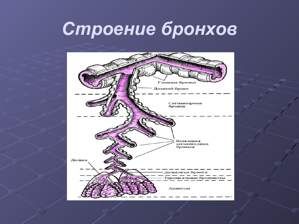 Бронхи анатомия. Бронхи строение. Строение бронхов человека. Бронхи анатомия человека. Основные структуры стенки крупных бронхов.