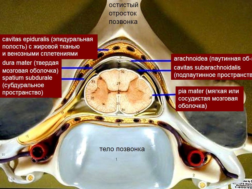 Отросток мозга 4. Эпидуральное субдуральное подпаутинное пространство. Оболочки спинного мозга полость спинного мозга. Cavitas epiduralis. Эпидуральное субдуральное субарахноидальное.