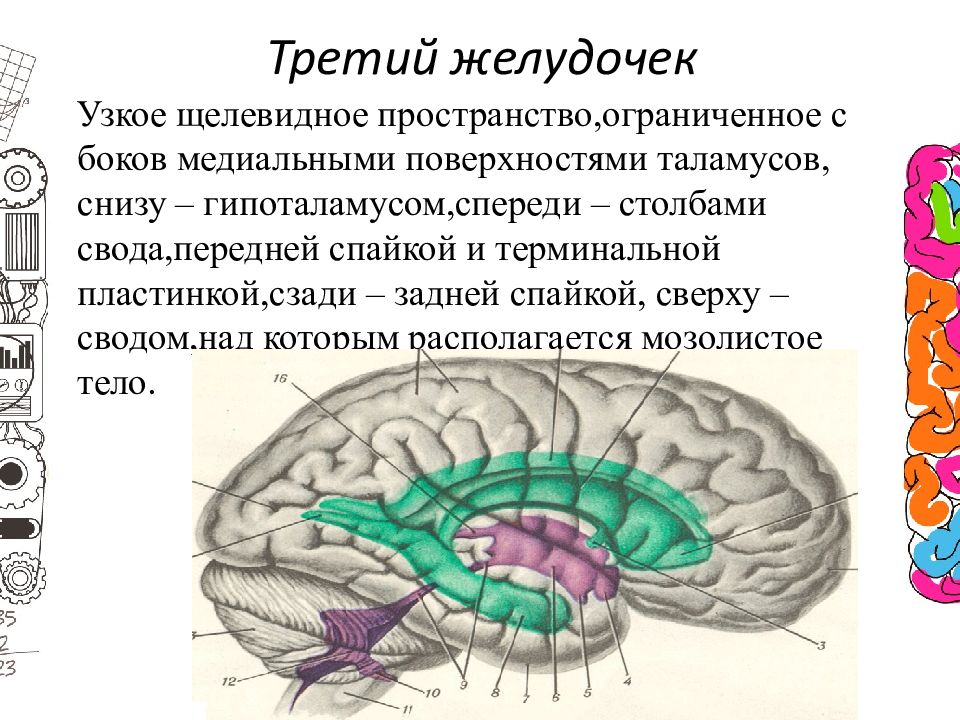 3 желудочек. 3 Желудочек головного мозга стенки. III желудочек сообщения. Верхняя стенка 3 желудочка. Третий желудочек презентация.