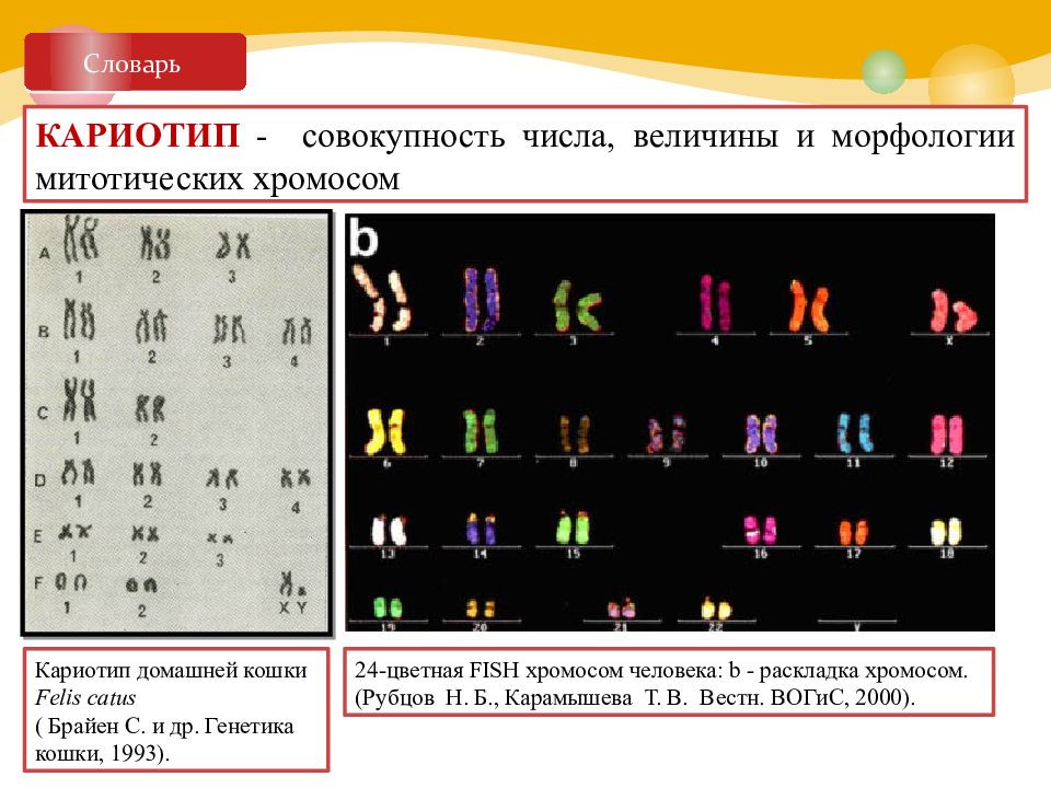 Число хромосом в кариотипе. Кариотип нейрофиброматоза типа 1. Кариотип это совокупность. Морфология митотических хромосом кариотип. Совокупность числа величины и морфологии хромосом.