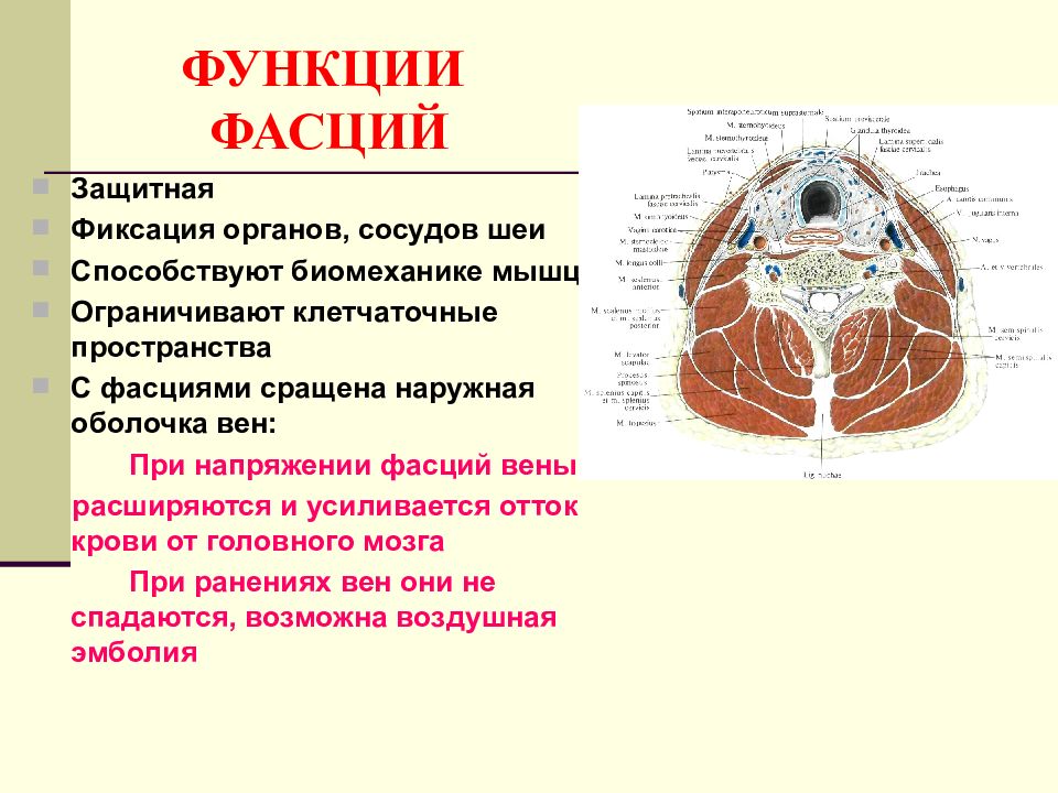 Презентации по топографической анатомии