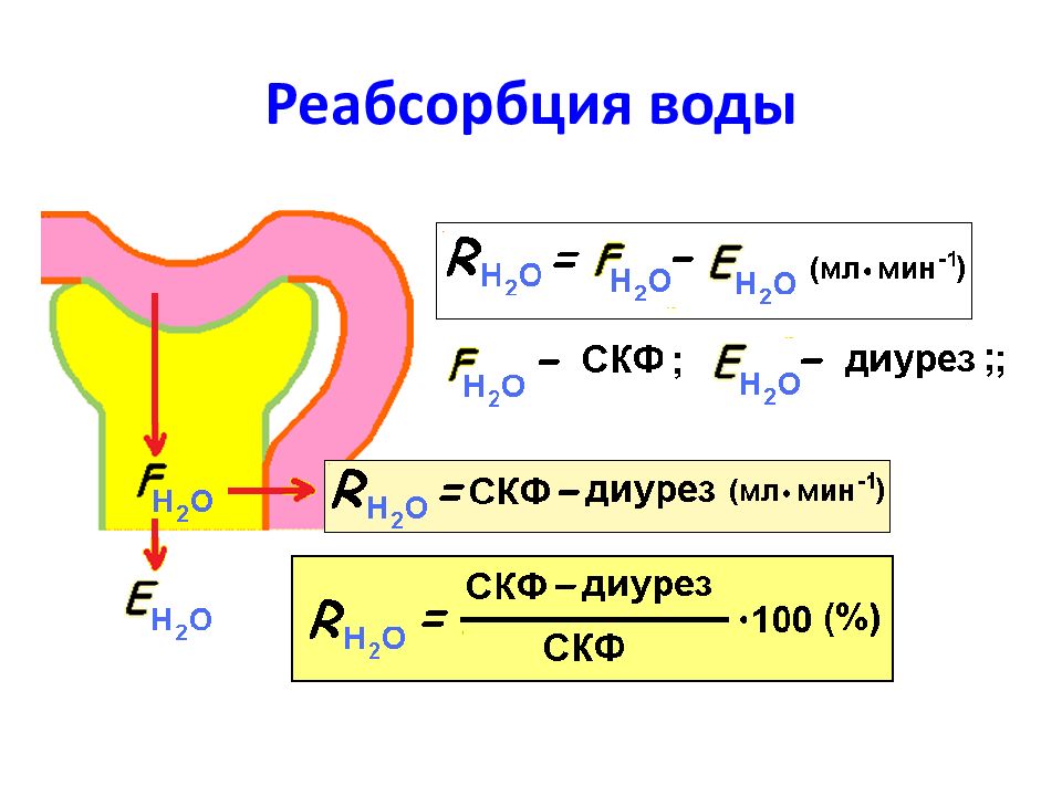 Реабсорбция это. Реабсорбция воды. 3 Реабсорбция- это. Определение реабсорбции. Реабсорбция норма.