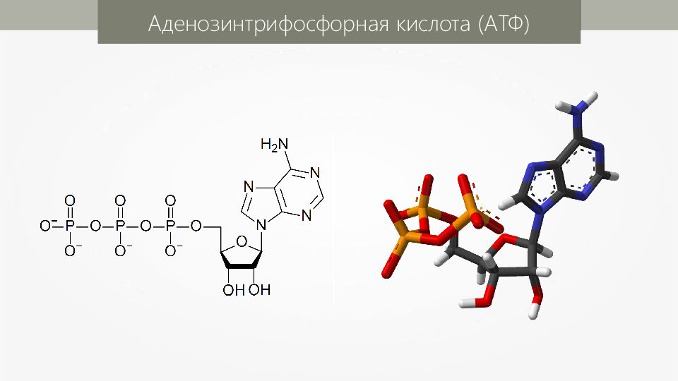 Атф цвет