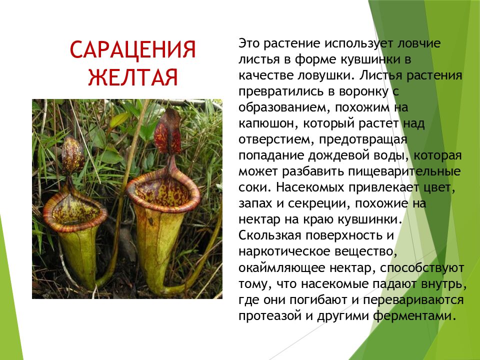 САРАЦЕНИЯ ЖЕЛТАЯ
