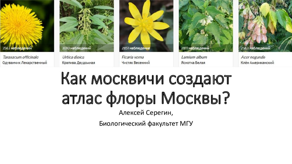 Как москвичи создают атлас флоры Москвы?