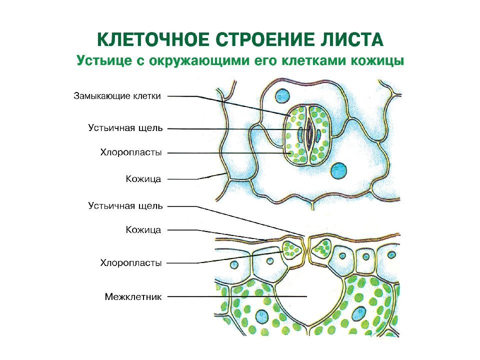 Клеточное строение листа 6 класс биология презентация