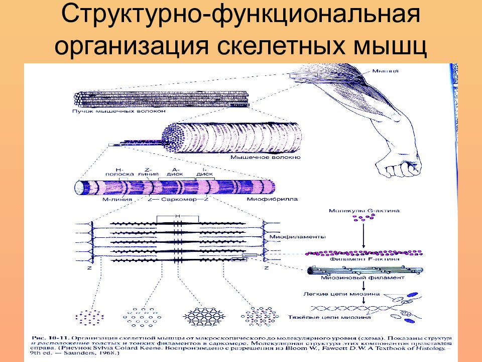 Структурно функциональные элементы ткани. Структурно-функциональная организация скелетной мышцы. Гистогенез скелетной мышечной ткани схема. Структурно-функциональная классификация мышц. Структурно-функциональная классификация мышечной ткани.