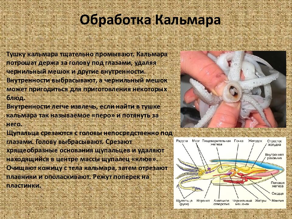Обработка Кальмара