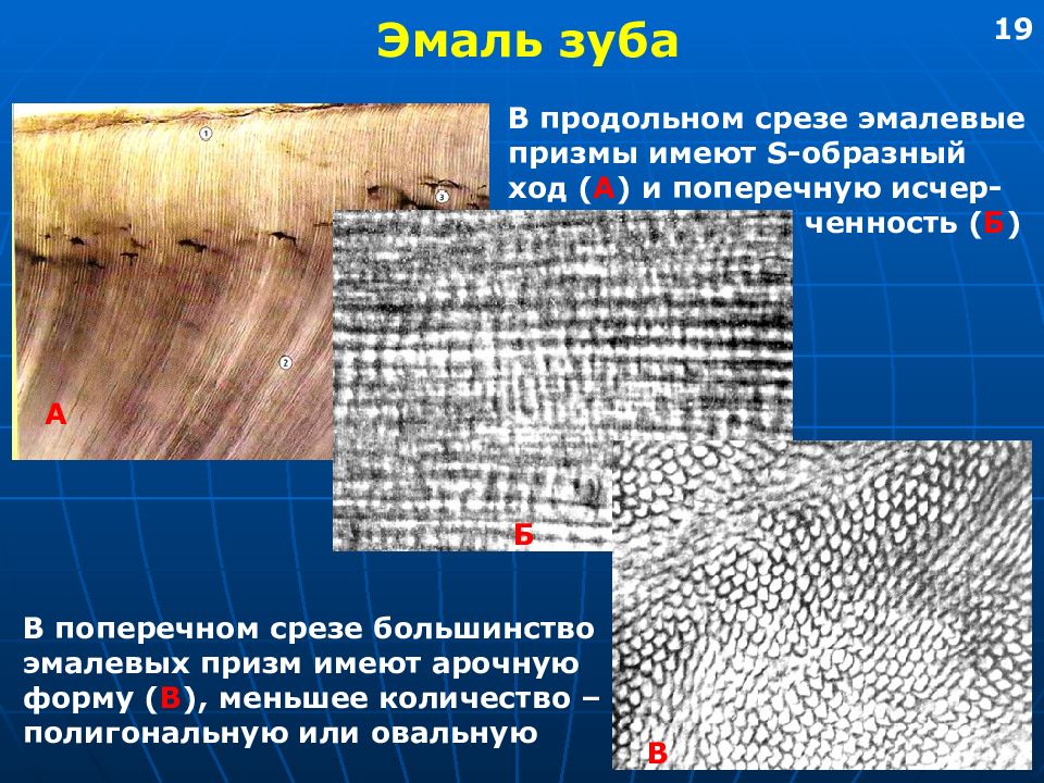 Эмаль зуба презентация