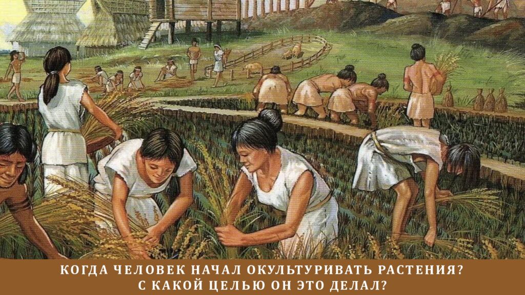 КОГДА ЧЕЛОВЕК НАЧАЛ ОКУЛЬТУРИВАТЬ РАСТЕНИЯ? С КАКОЙ ЦЕЛЬЮ ОН ЭТО ДЕЛАЛ?