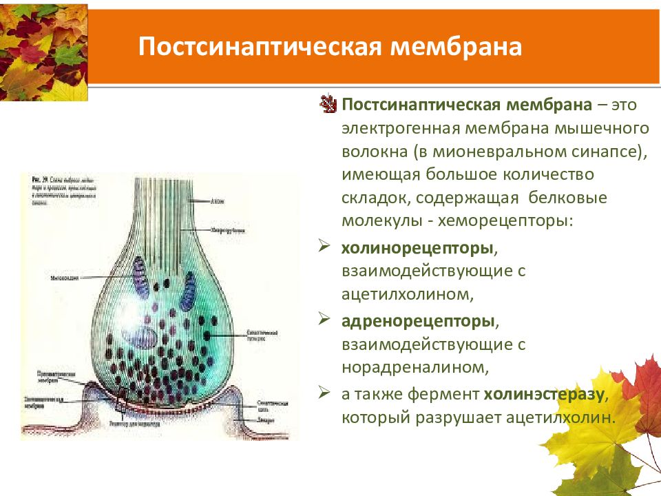 Синапс постсинаптическая мембрана. Рецепторы постсинаптической мембраны. Пресинаптическая мембрана и постсинаптическая мембрана. Постсинаптическая мембрана синапса. Постсинаптическая мембрана нервно-мышечного.