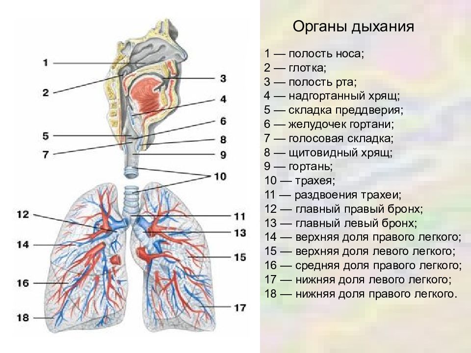 Дыхательная система полость носа