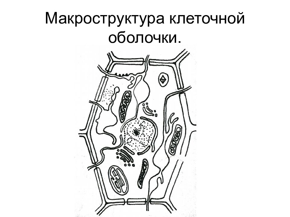 5 клеточная стенка оболочка. Строение клеточной оболочки макроструктура. Строение клетки ботаника. Растительная клетка ботаника. Клеточная оболочка растительной клетки.