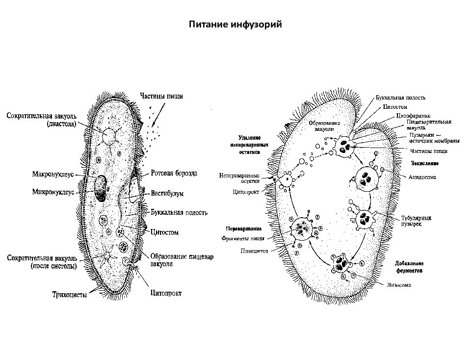 Процесс инфузории. Инфузория туфелька питание. Питание инфузории туфельки. Тип питания инфузории туфельки питание. Инфузория туфелька Тип питания.