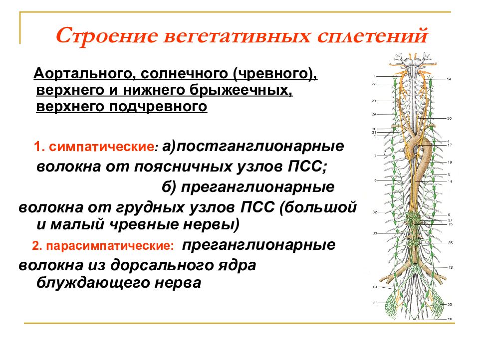 Строение вегетативной