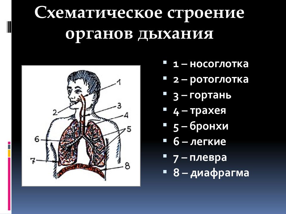 Обследование больных с заболеваниями органов дыхания презентация