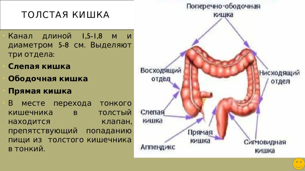 Тонкий кишечник строение