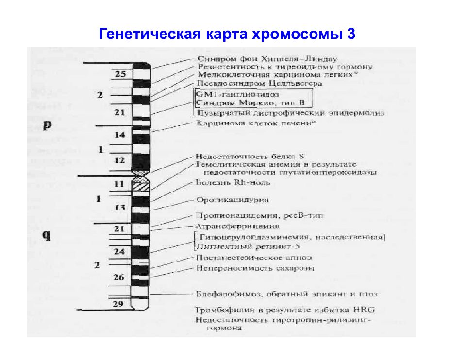 Генетическая карта показывает число и форму хромосом в клетке верно или нет