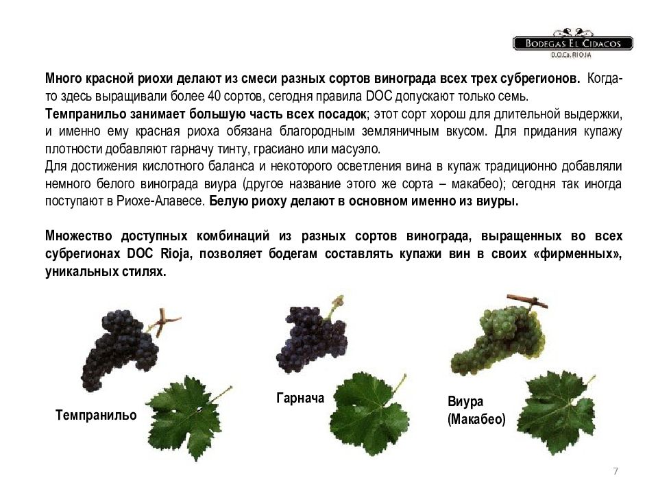 Мускусный в переводе с латинского сорт винограда. Виноград много сортов. Риоха сорта винограда. Виноград Риоха вкус. Комбинация винограда Вичи разных сортов.