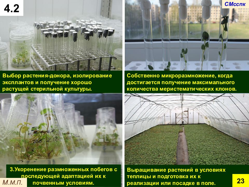 Растения доноры. Микроразмножение растений. Этапы микроклонального размножения. Микроклональное размножение растений. Выбор растения донора.
